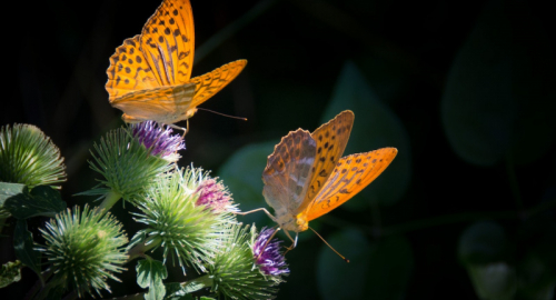Gustare con i Piedi: Il Curioso Mondo del Gusto delle Farfalle